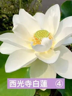 fresh fig fruit様専用 西光寺白蓮④ 、大洒錦③セット