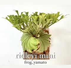 サイズ良 ridleyi mini リドレイ ミニ コンパクト ビカクシダのサムネイル