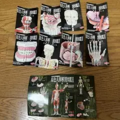 原色人体解剖図鑑Ⅱ【完全版】 7種プラスシークレット1種コンプセット 2026年最新】原色人体解剖図鑑の人気アイテム - メルカリ