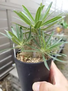 Mr.J様 リクエスト 2点 まとめ商品