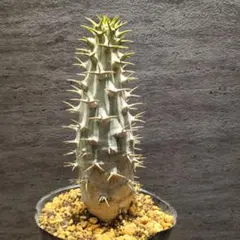 2026年最新】パキポディウム アンボンゲンセの人気アイテム - メルカリ