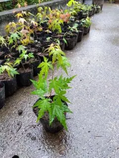 紅葉（小苗）実生抜き苗　5～7cmくらいのサムネイル