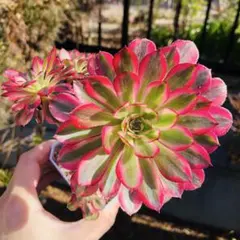 B80アエオニウム 多肉植物 ピンクの花妖 魅力錦 2株抜き苗 - メルカリ