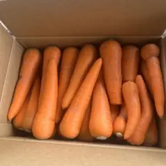 62 砂地栽培　新鮮な柔らかい人参　　ワケありでも市場出荷用　10キロ　優品のサムネイル