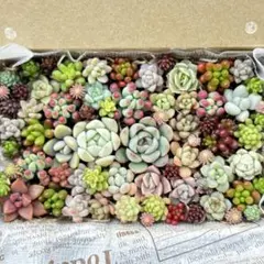多肉植物　カット苗　詰め合わせ　ちびちびカット　ちまちま寄せ