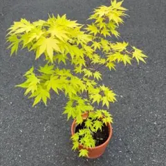 モミジ 彗星 鉢植え 苗木 H60cm前後 イロハモミジ ヤマモミジ カエデ
