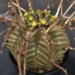 2026年最新】スーパーバリダの人気アイテム - メルカリ