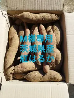 M様専用 茨城県産 紅はるか