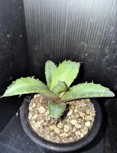 アガベ オテロイ 抜き苗 根付き 【検】多肉植物 観葉植物 チタノタ