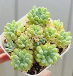 多肉植物♡ブルービーン♡A 〜ポットごと発送のお値段です^^ - メルカリ