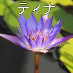 よこよこ様 リクエスト 2点 まとめ商品