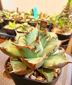 赤花ネムノキ ヒネム ベニゴウカン 観葉植物 赤花ネムノキ ヒネム ベニゴウカン 観葉植物 - メルカリ