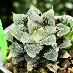 白帝城　子株付き　超美株　ハオルチア　観葉植物　54のサムネイル