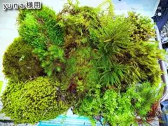 yuna様専用 苔テラリウム用 苔詰め合わせセットのサムネイル