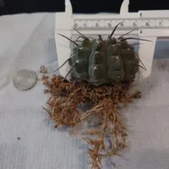 サボテン　ギムノカリキウム　長刺一本刺バッテリー　実生　Bのサムネイル
