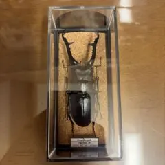 20mm】ロケットミズスマシ トガリフチドリミズスマシ タガメ