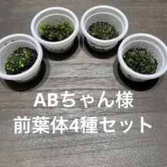2026年最新】ビカクシダ 胞子 セットの人気アイテム - メルカリ