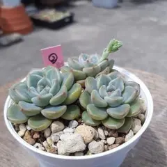 多肉植物✩.*˚七福神 抜き苗 多肉植物 七福神 抜き苗② - メルカリ