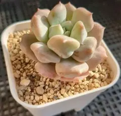 かなさん！様 リクエスト 5点 まとめ商品