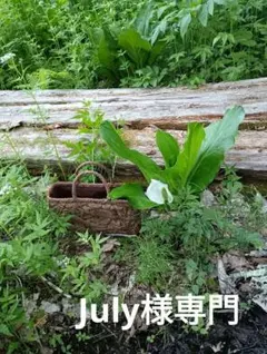希少な初期SHARE SPIRITのコーヒー染め長袖カットソー - メルカリ