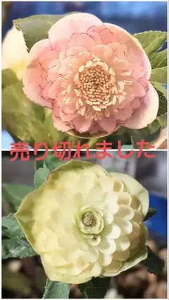 クリスマスローズ認定プリマベーラ ホワイトゴールド開花苗 クリスマスローズ ホワイトプリマドレス 花苗 5号/1個売り クリスマス