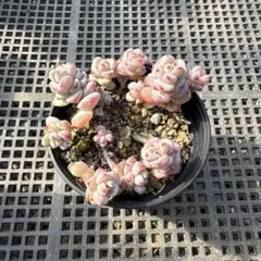 woody様 リクエスト 2点 まとめ商品