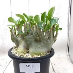 M53 アデニウム·アラビカム ファットタイプ 極太 輸入株 ( ^ω 