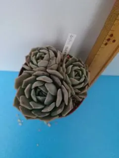 コア様 リクエスト 3点 まとめ商品