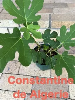 Constantine de Algerie 【CDA】　#5のサムネイル