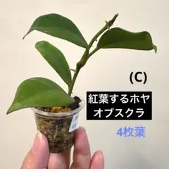 2026年最新】ホヤの人気アイテム - メルカリ