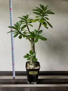 ドルステニア ギガス 2 実生苗 良形株 鉢付き 第4種発送 - メルカリ