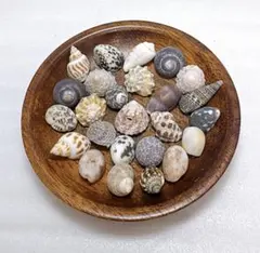 ヤドカリ貝殻 SS〜Sサイズ位 ベビーヤドカリさんの宿替えに♪25個セット②