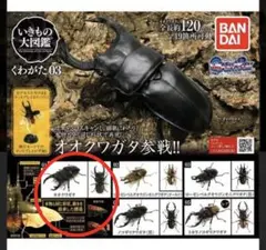 オオクワガタ カプセルトイ