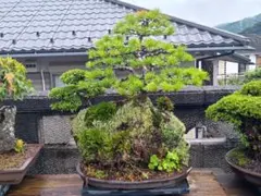 五葉松『庭木用』綺麗な樹形。 引き取り限定。近畿地方のみ配達&植込み
