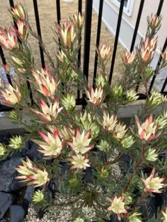 さわさわ様 リクエスト 2点 まとめ商品