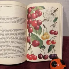 ❤️セール1114B⑧1988年チェコビンテージ植物図鑑　洋書　ジャンクジャーナル