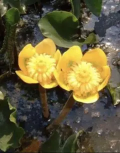 松本哲子様 リクエスト 2点 まとめ商品