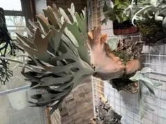 ビ*学様 bacteriaビカクシダ P.Mobydick Original O ビ*学様 bacteriaビカクシダ P.Mobydick Original O - メルカリ