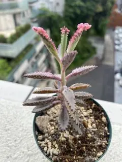 ①不死鳥錦 多肉植物 カランコエ カット苗+抜き苗混植 7.5センチポット