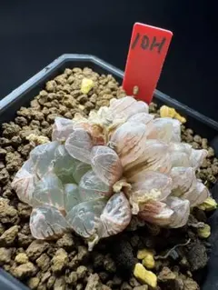 27h 多肉植物　ハオルチア　藍ダイヤ錦　自家繁殖　鉢植え発送 27h 多肉植物 ハオルチア 藍ダイヤ錦 自家繁殖 鉢植え発送 - メルカリ
