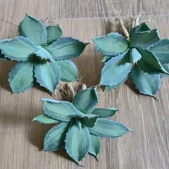 2025年最新】アガベ吉祥天の人気アイテム - メルカリ