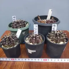 2026年最新】サボテン 黒牡丹の人気アイテム - メルカリ