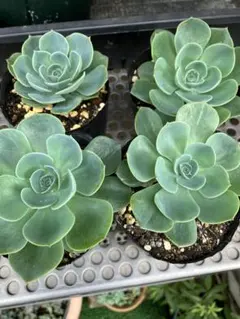 2026年最新】七福神 多肉植物の人気アイテム - メルカリ