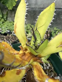 2025年最新】アガベ 子株 セットの人気アイテム - メルカリ