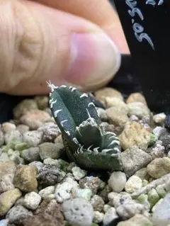 【5株セット★★★】オテロイ実生株　2025.07播種　アガベ　チタノタ　良株 超選抜☆】アガベ オテロイ 超ちび 実生株 2025.05播種 チタノタ