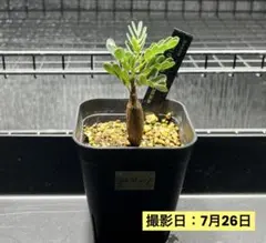センナメリディオナリス 実生 (鉢ごと発送) 266-3 - メルカリ
