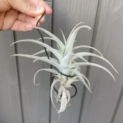 がちゃまーる様 リクエスト 2点 まとめ商品