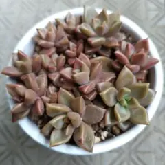 チョコ肉様 リクエスト 2点 まとめ商品