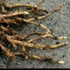 ミョウガ苗 みょうが苗