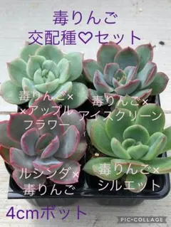 多肉植物 毒りんご♡交配種セット - メルカリ